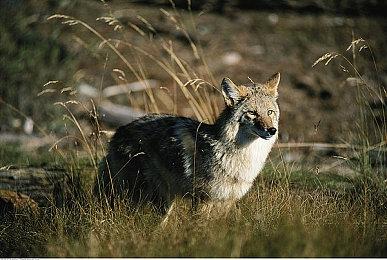 《原神》2.7版更新延期补偿：每周白剽400原石